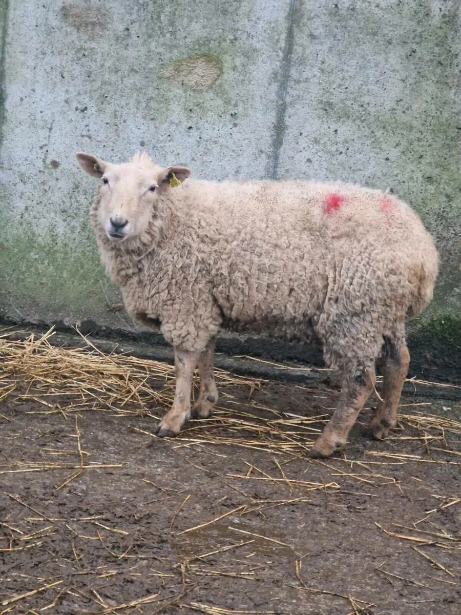 Inlamb Sheep - Image 3