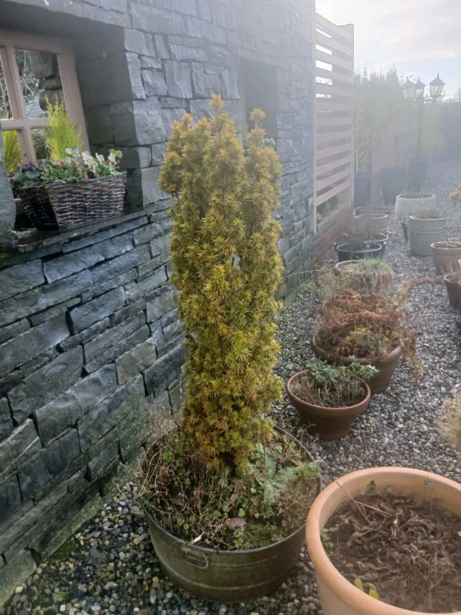 Yew plant - Image 2