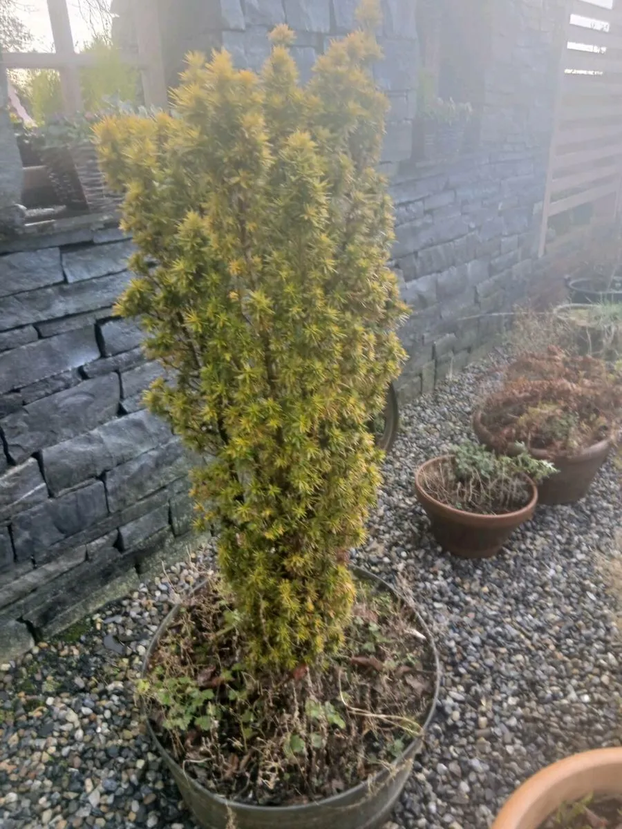 Yew plant - Image 1
