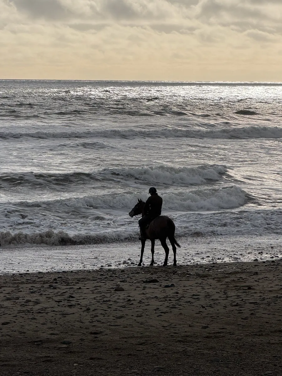 Thoroughbred mare - Image 2