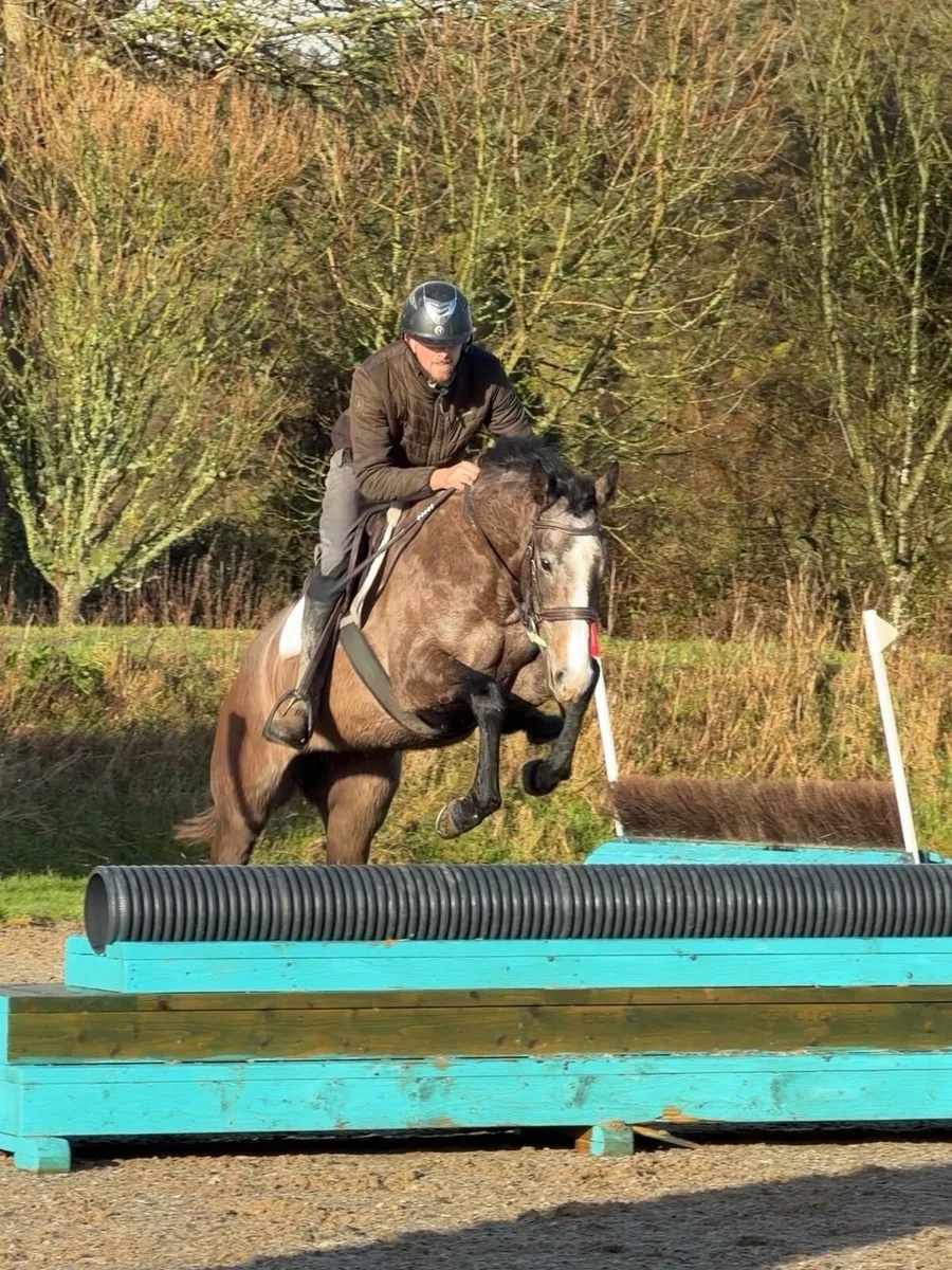 Thoroughbred mare - Image 3