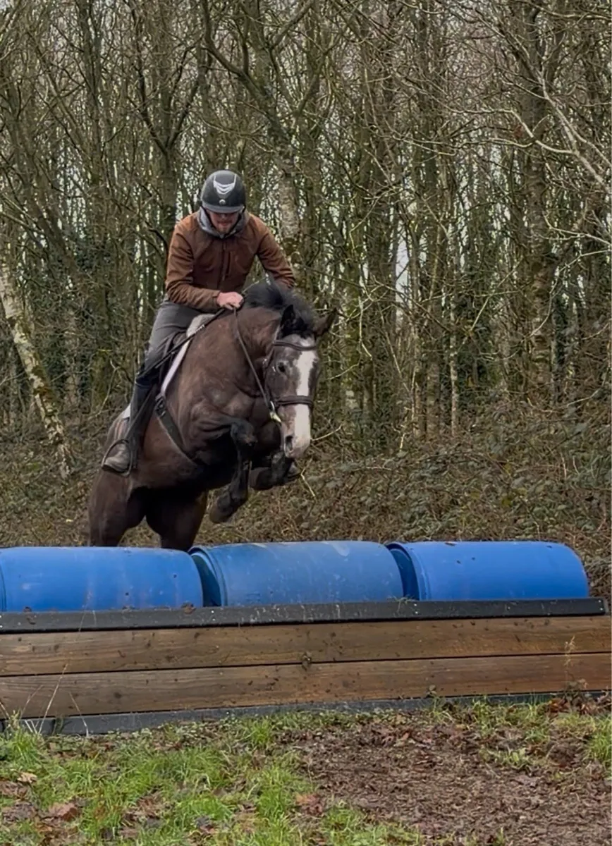 Thoroughbred mare - Image 4