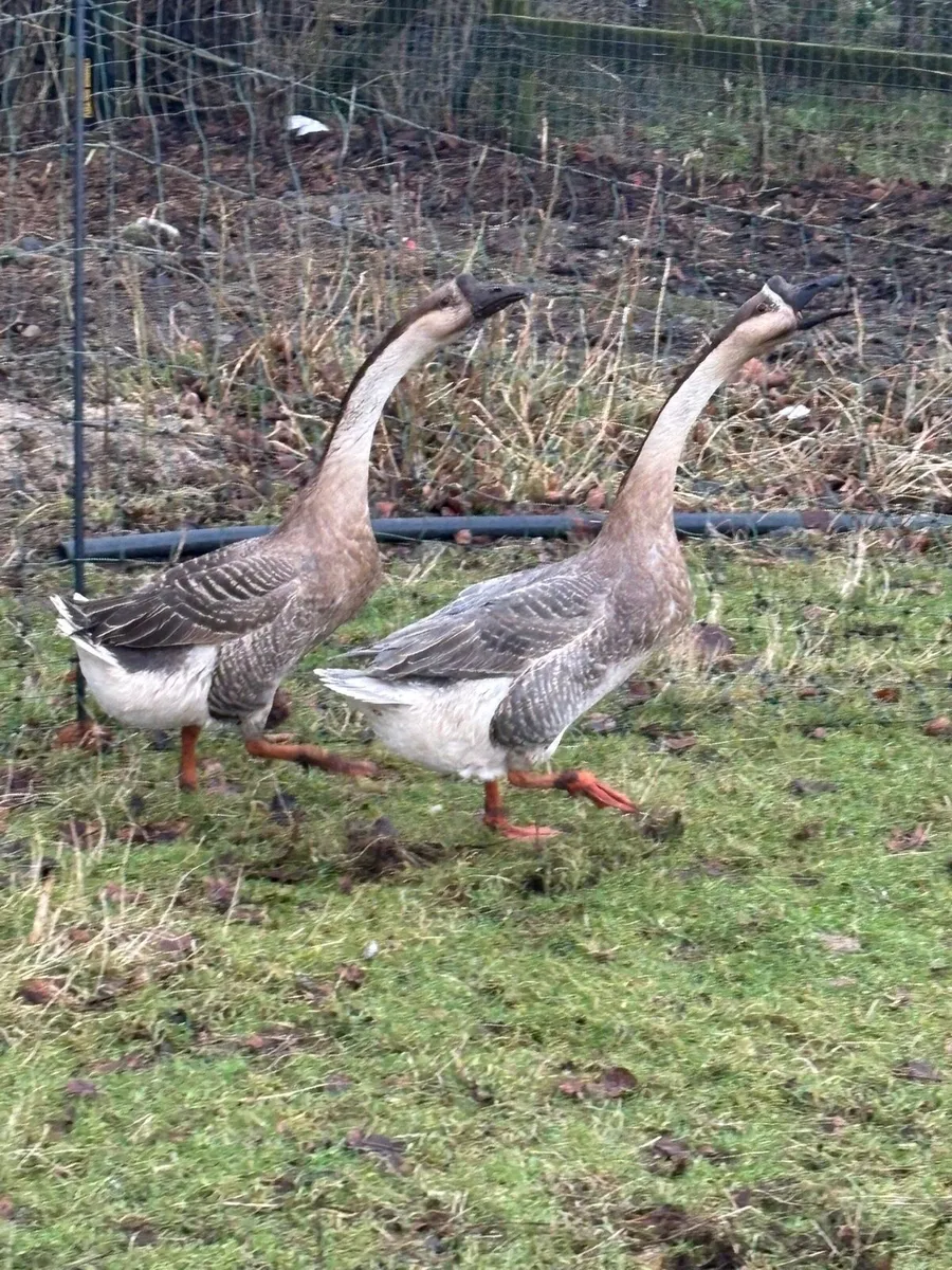 Young poultry - Image 1