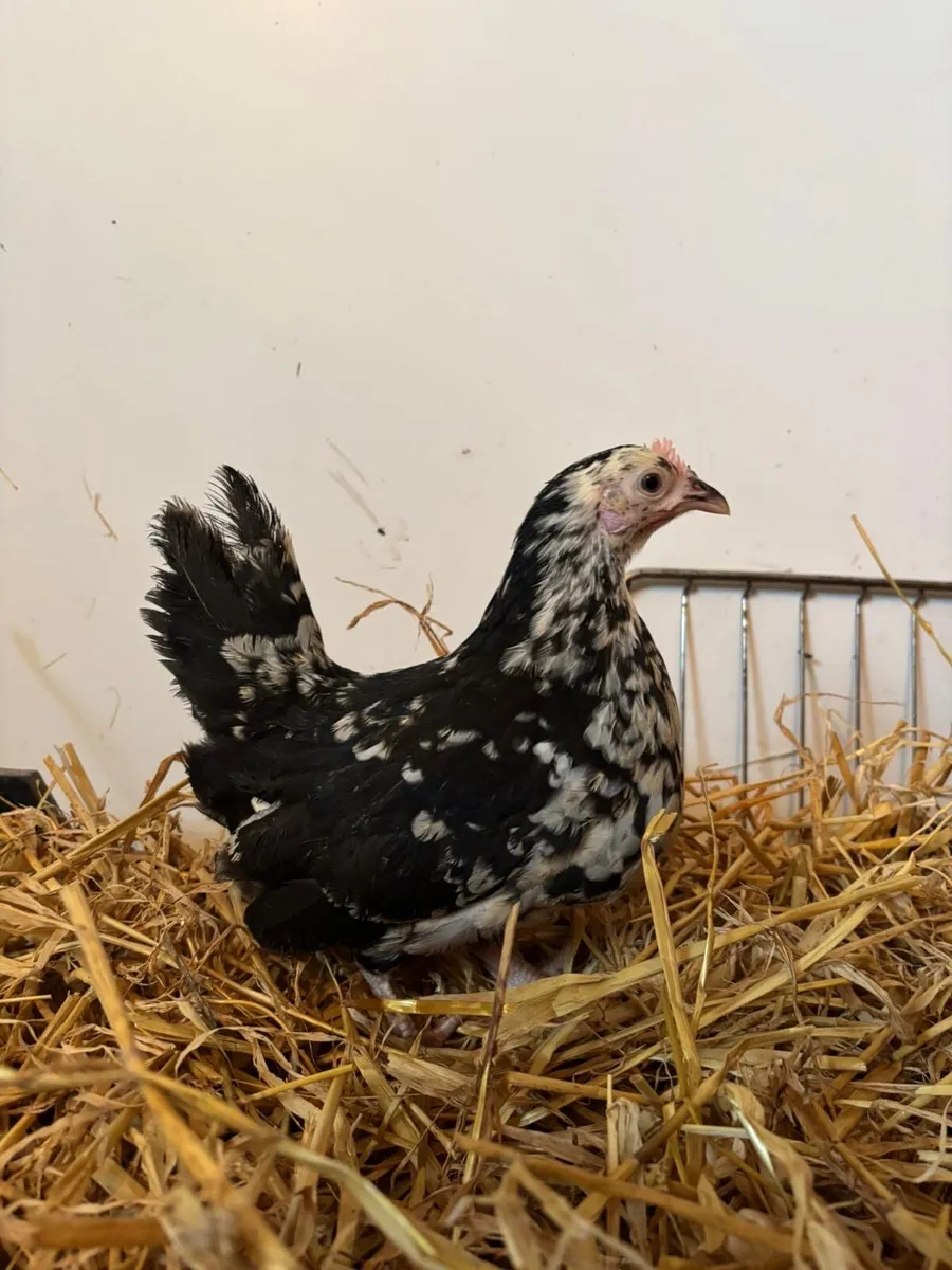 Young poultry - Image 3