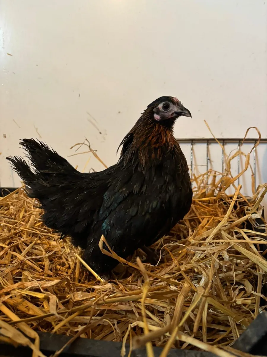 Young poultry - Image 4