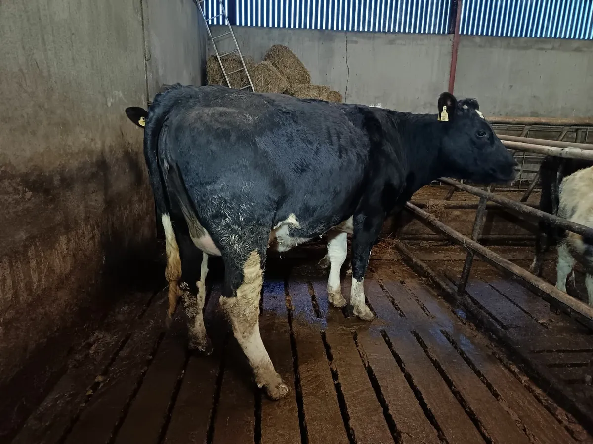 Two springing heifer's - Image 2