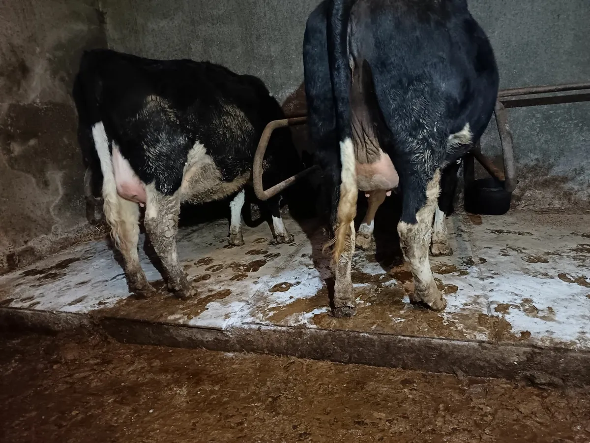 Two springing heifer's - Image 3