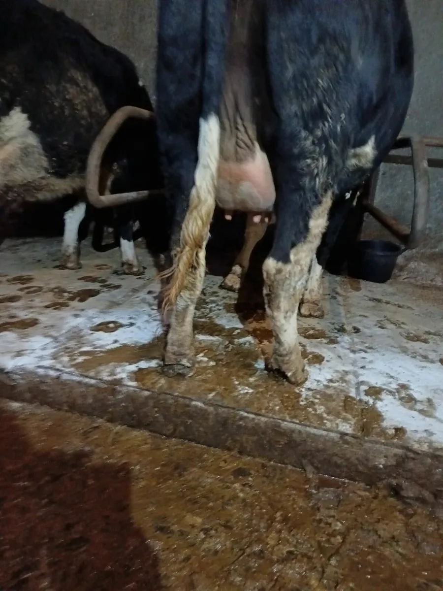 Two springing heifer's - Image 4