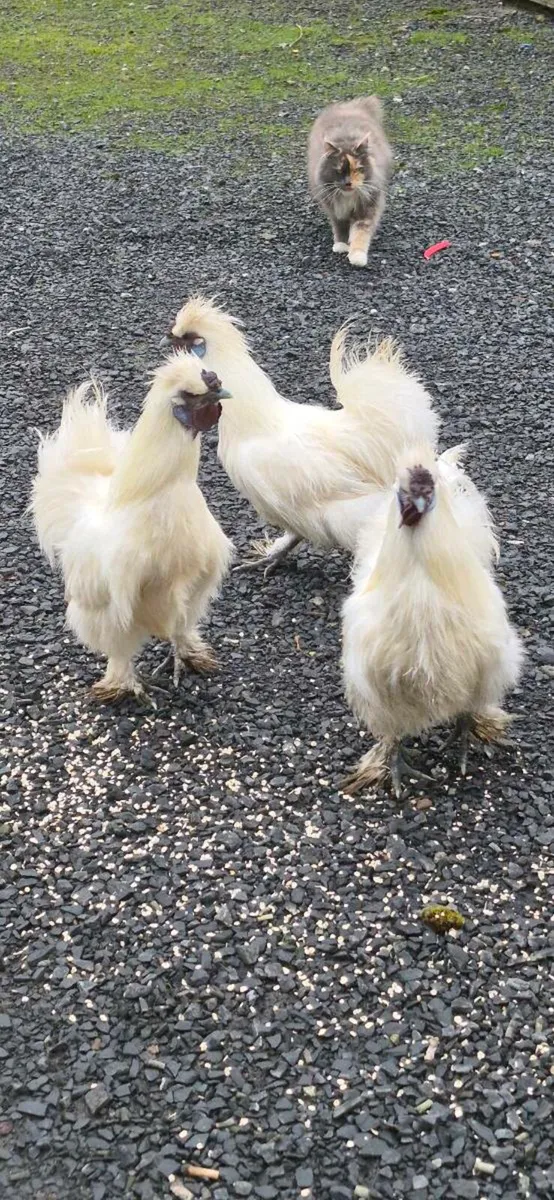 Pure bred white Silkie Roosters - Image 1