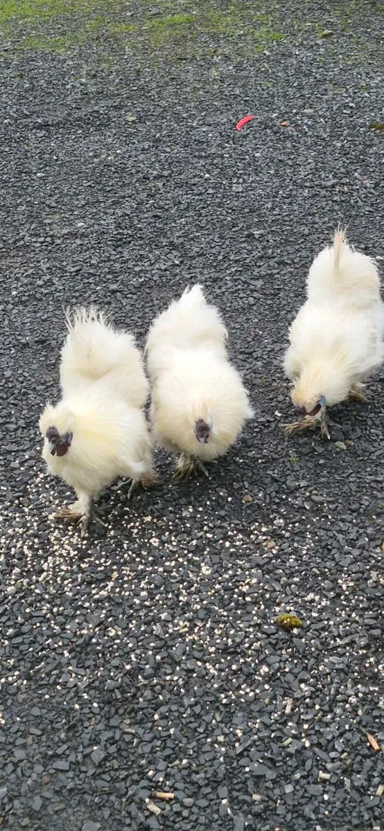 Pure bred white Silkie Roosters - Image 2