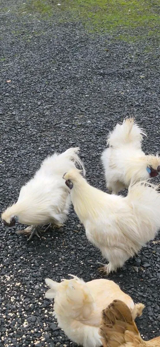 Pure bred white Silkie Roosters - Image 3