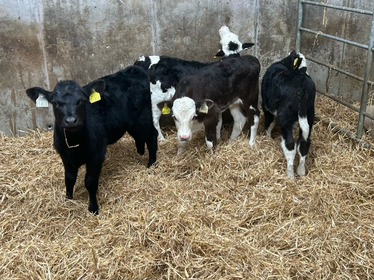 4 Heifer Sucks - Image 1