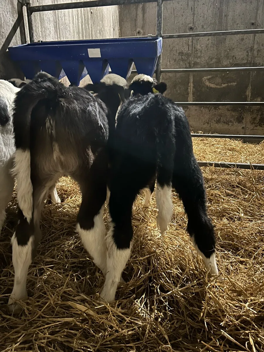 4 Heifer Sucks - Image 4