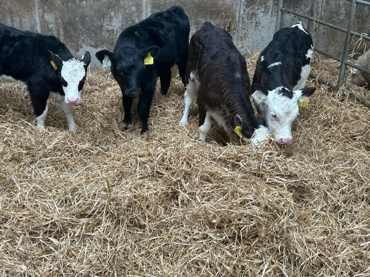 4 Heifer Sucks - Image 3