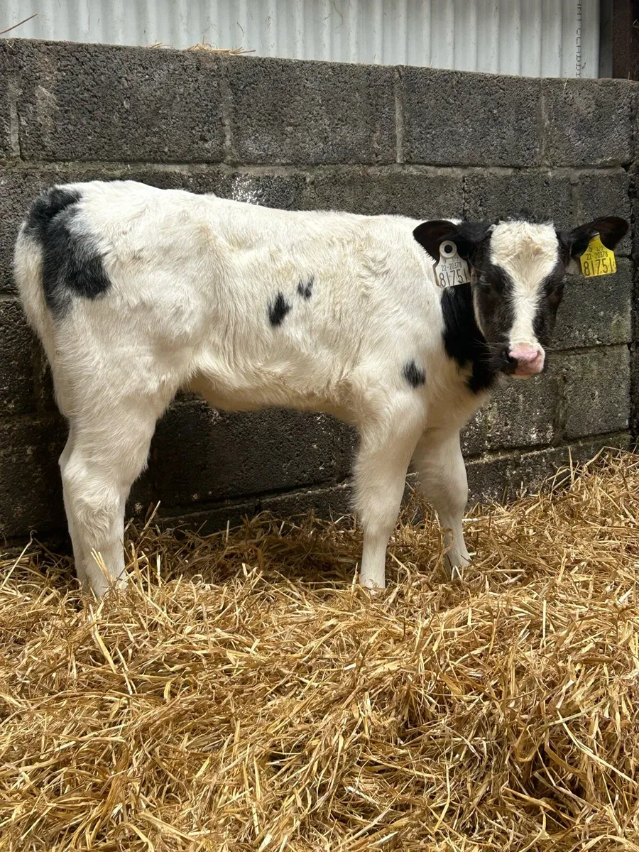 Mad For A Cow - Image 2