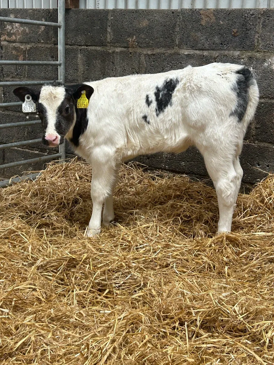 Mad For A Cow - Image 3