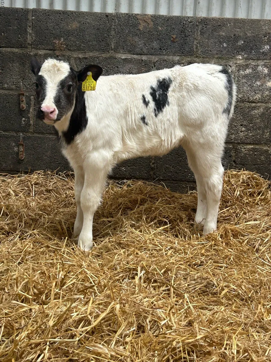 Mad For A Cow - Image 4