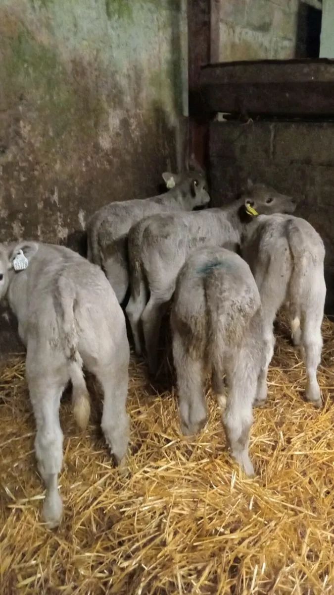 10 super continental calves - Image 1