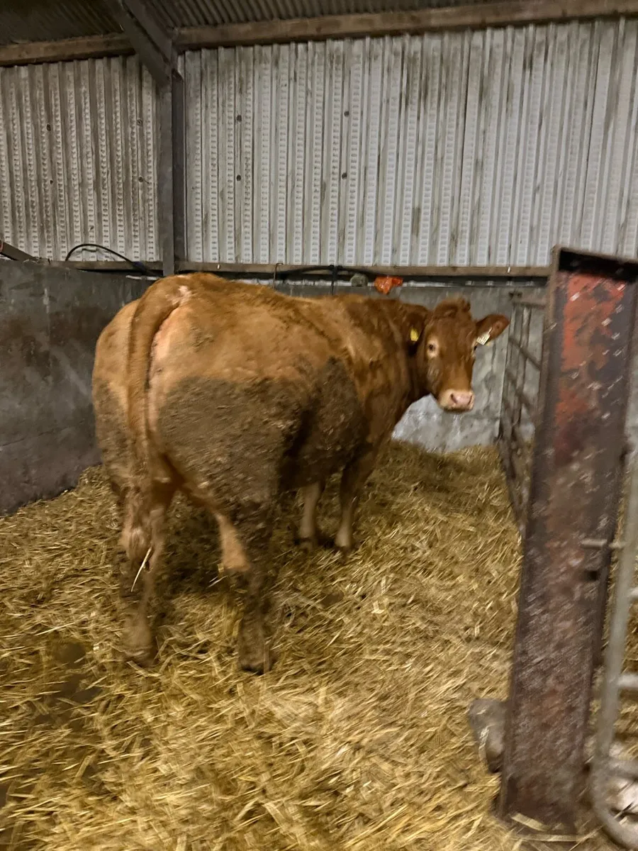 2 springing heifers balla mart tommorow 07/02 - Image 1