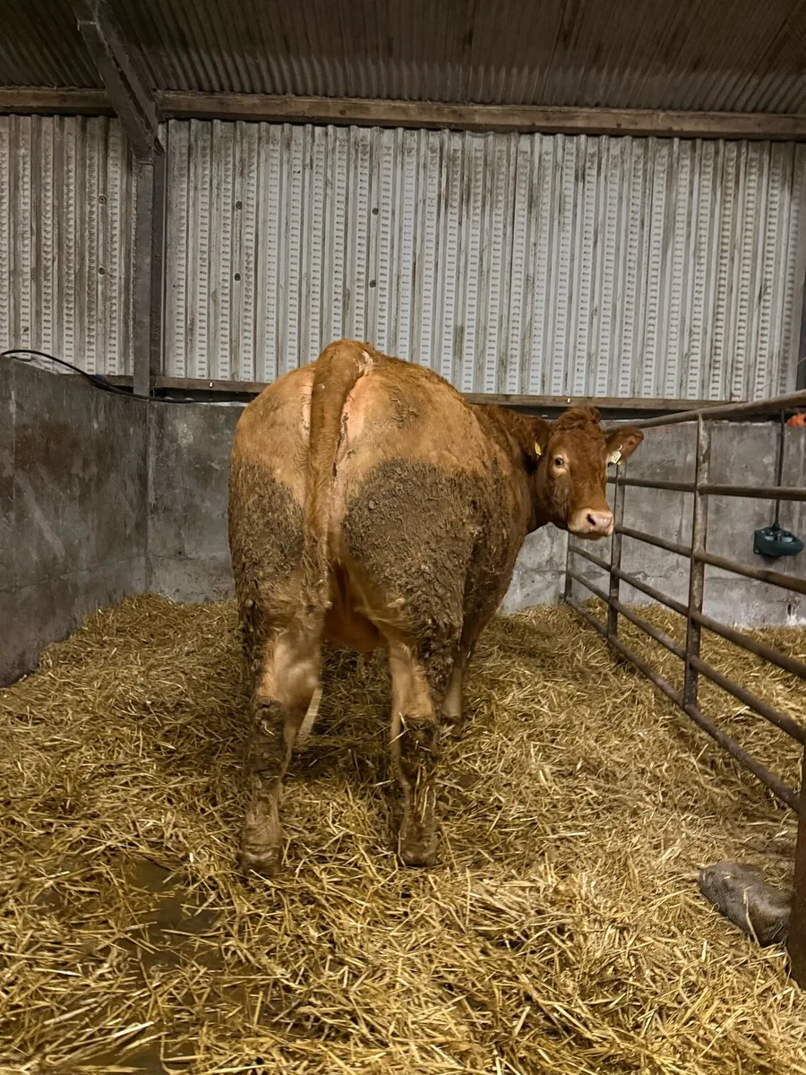 2 springing heifers balla mart tommorow 07/02 - Image 2