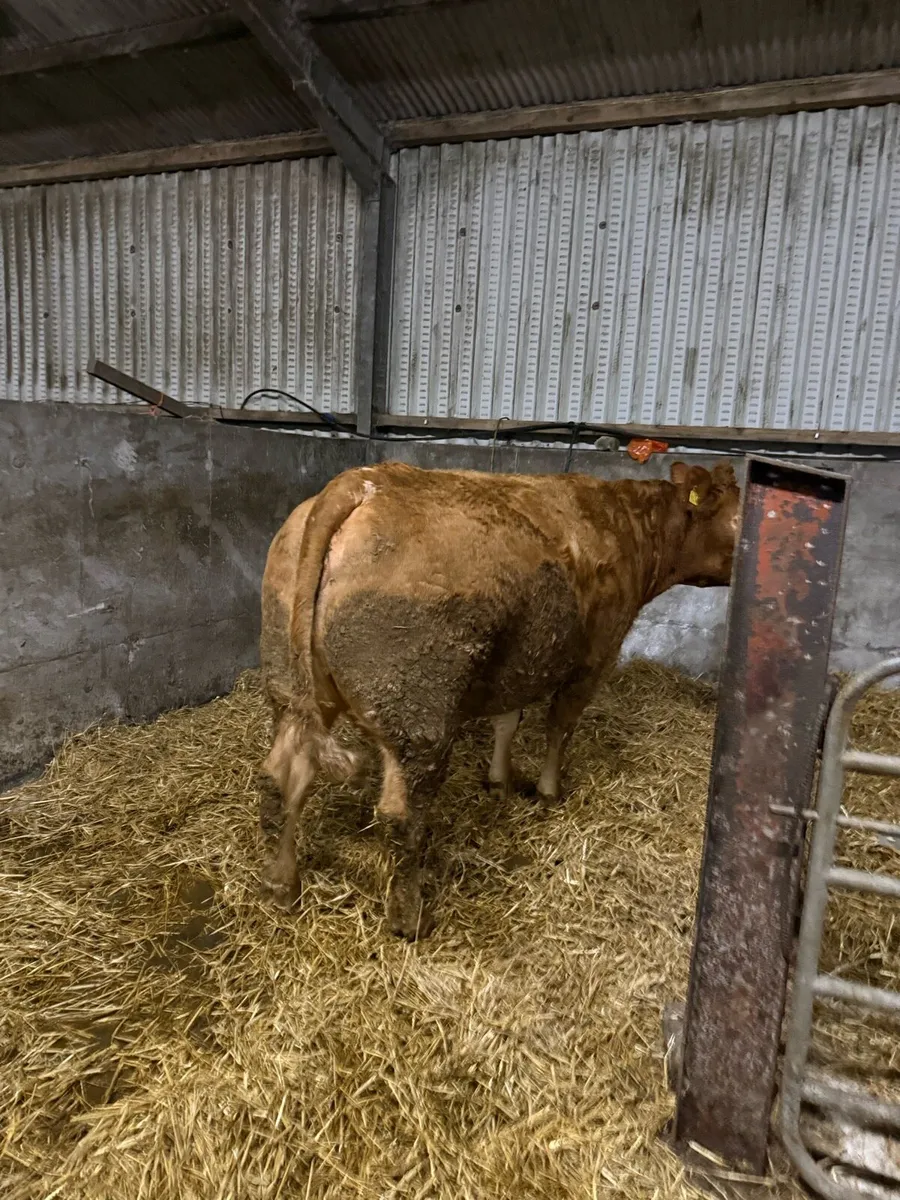 2 springing heifers balla mart tommorow 07/02 - Image 3