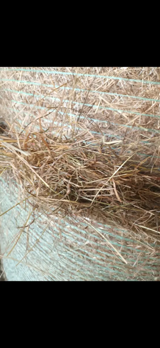 Hay - Image 3