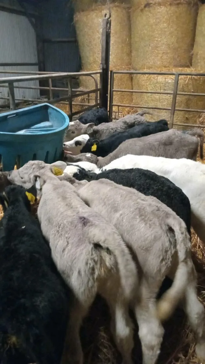 10 super continental calves - Image 2