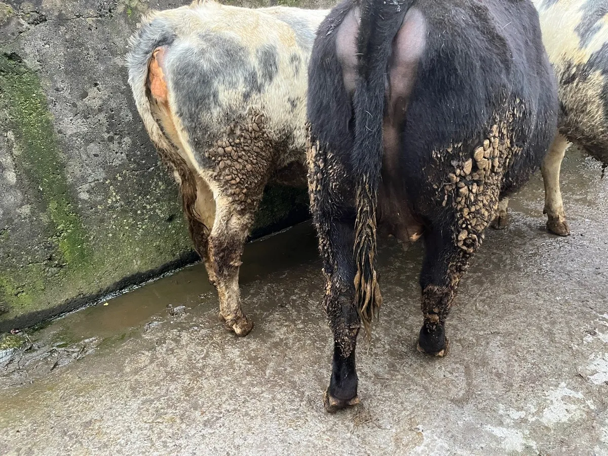 Incalf Heifers - Image 4