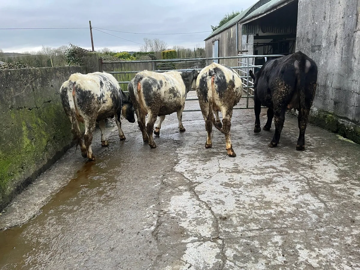 Incalf Heifers - Image 2