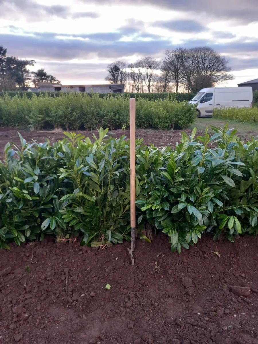 Hedging plants - Image 1