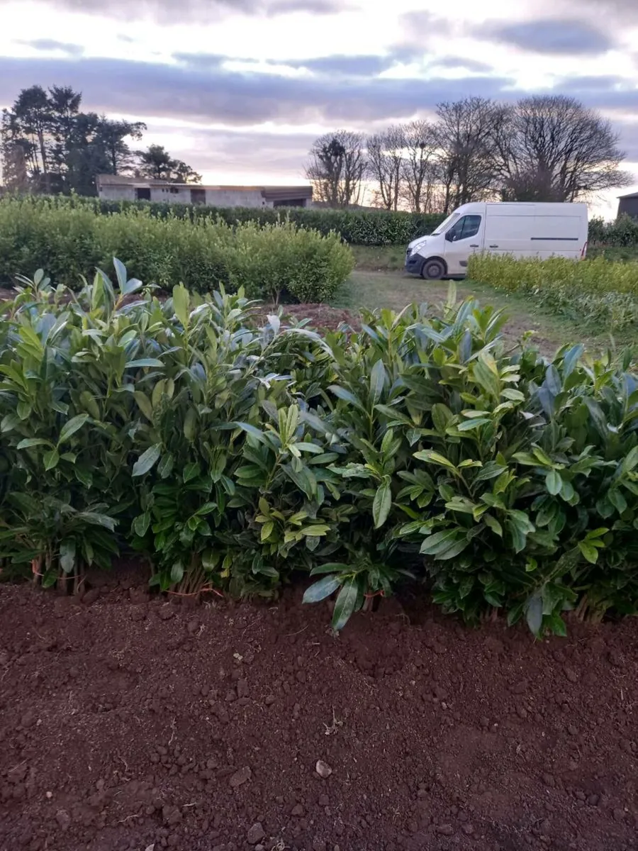 Hedging plants - Image 4