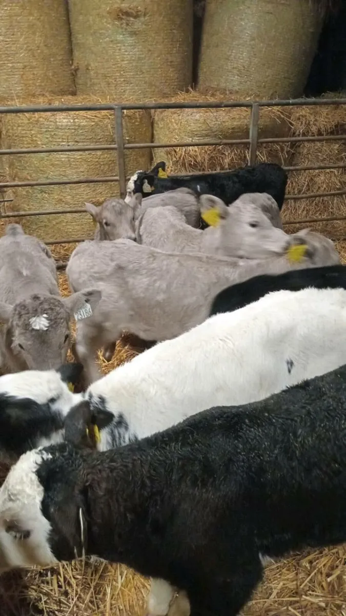 10 super continental calves - Image 4