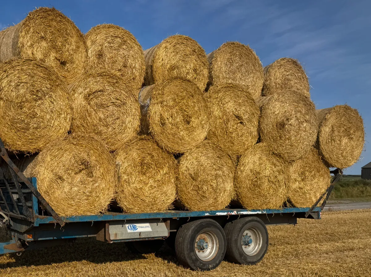 Wheat Straw 4x4 Round Bales - Image 1