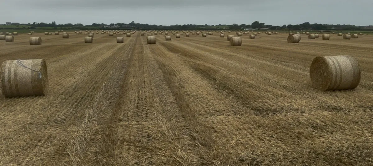 Wheat Straw 4x4 Round Bales - Image 2