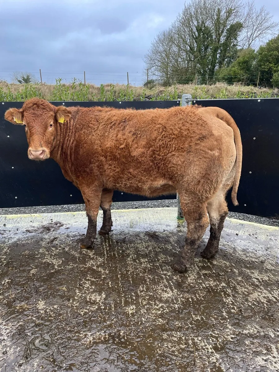 Limousin springer - Image 2