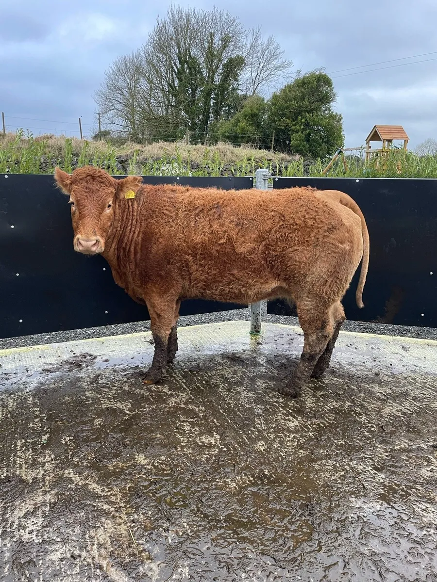 Limousin springer - Image 4