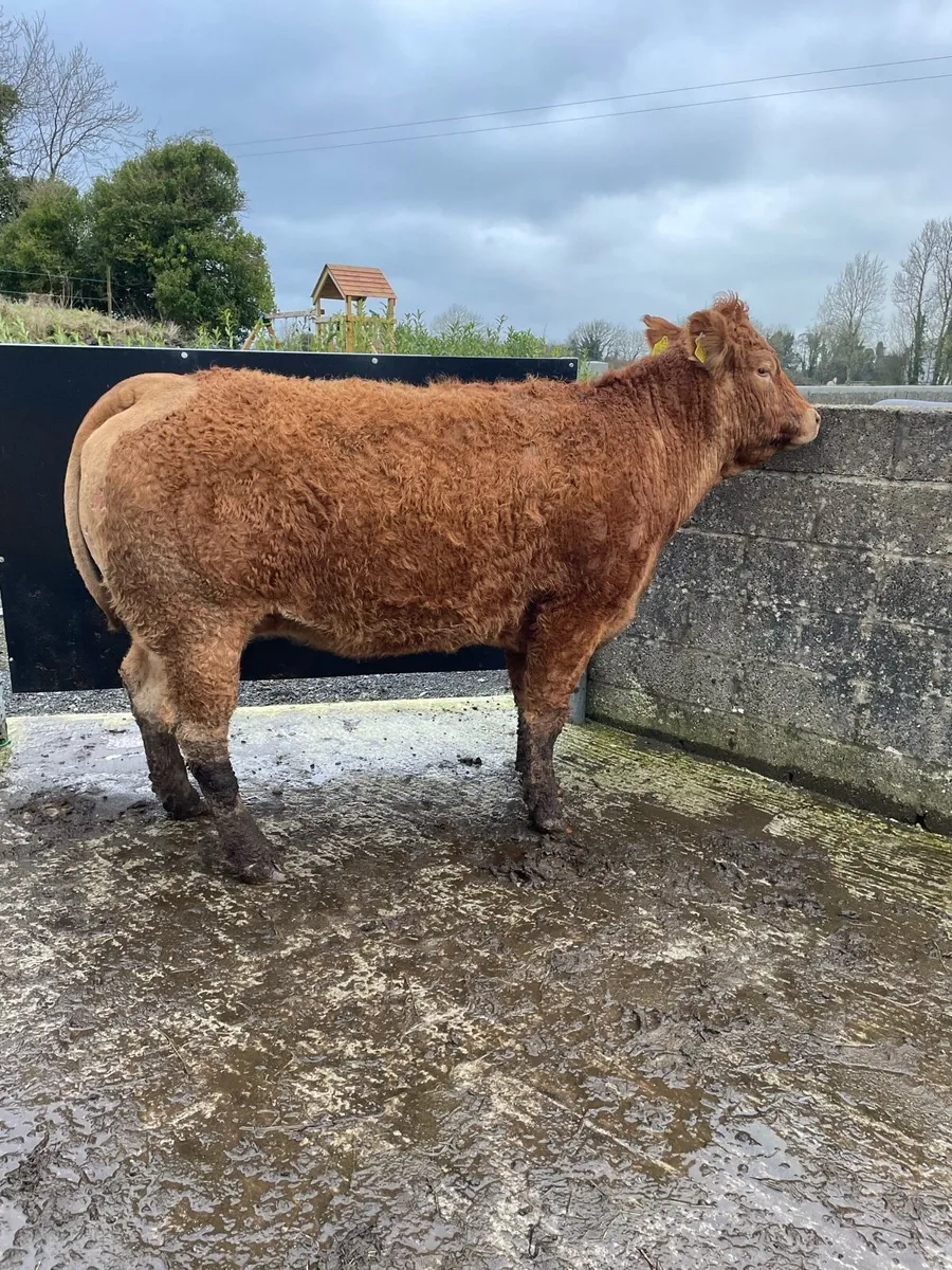 Limousin springer - Image 1