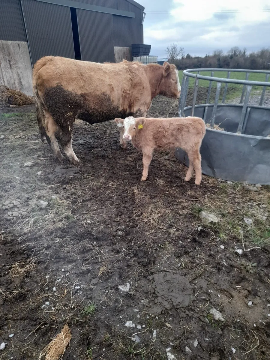 Cow and calf - Image 1