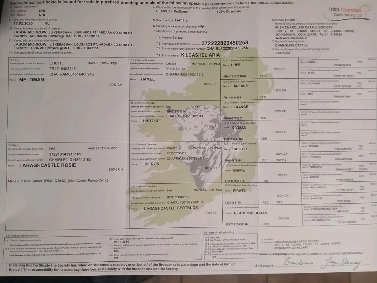 Purebred charolais heifer - Image 3