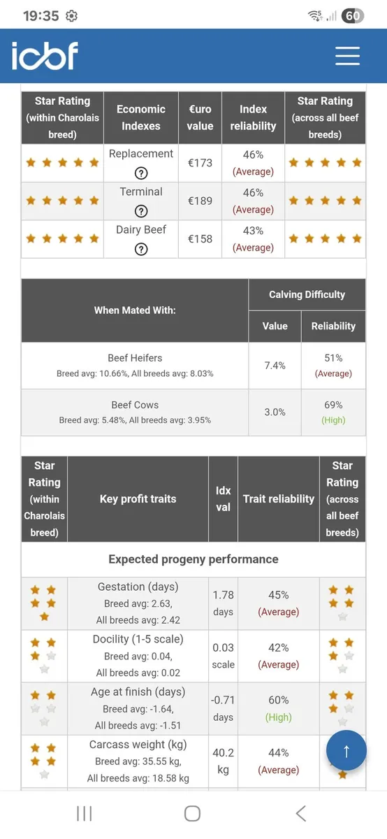 Purebred charolais heifer - Image 4