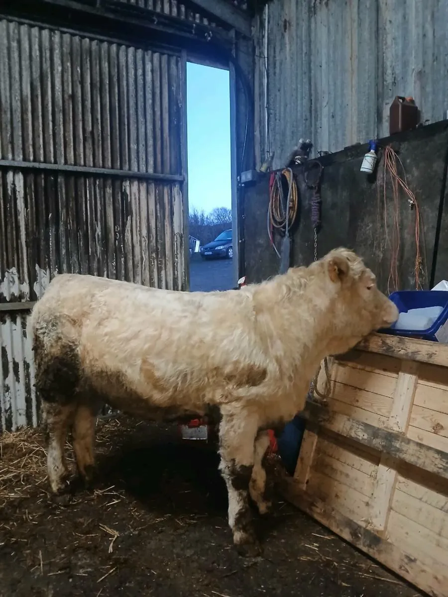 Purebred charolais heifer - Image 2