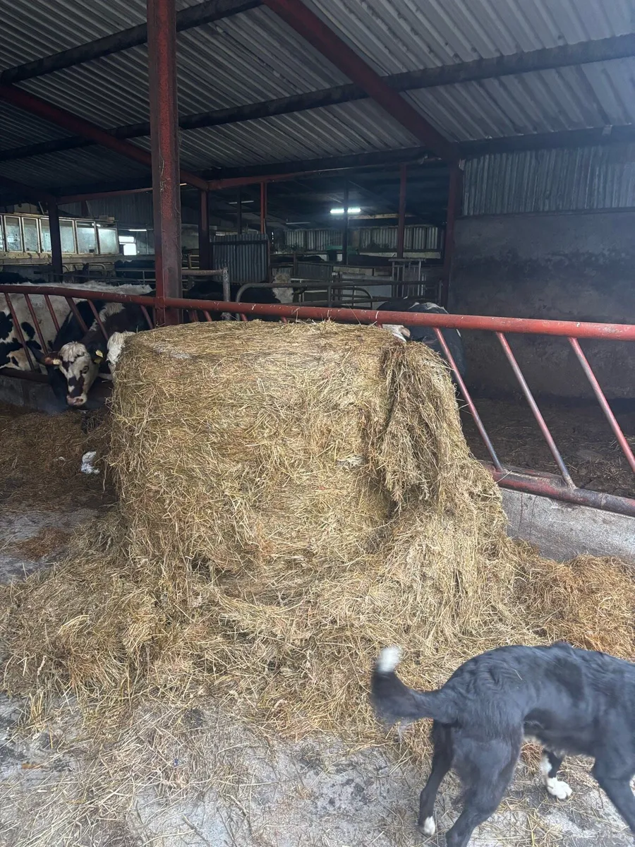 Silage bale - Image 3