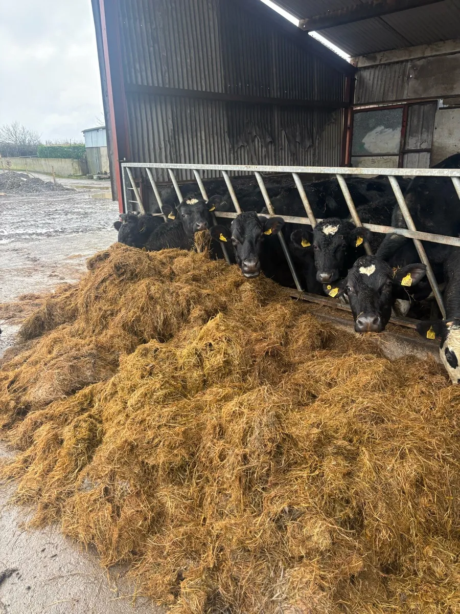 Silage bale - Image 4