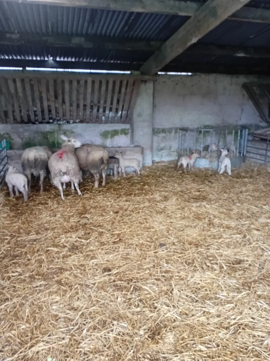 Three ewes with 6 lambs - Image 1