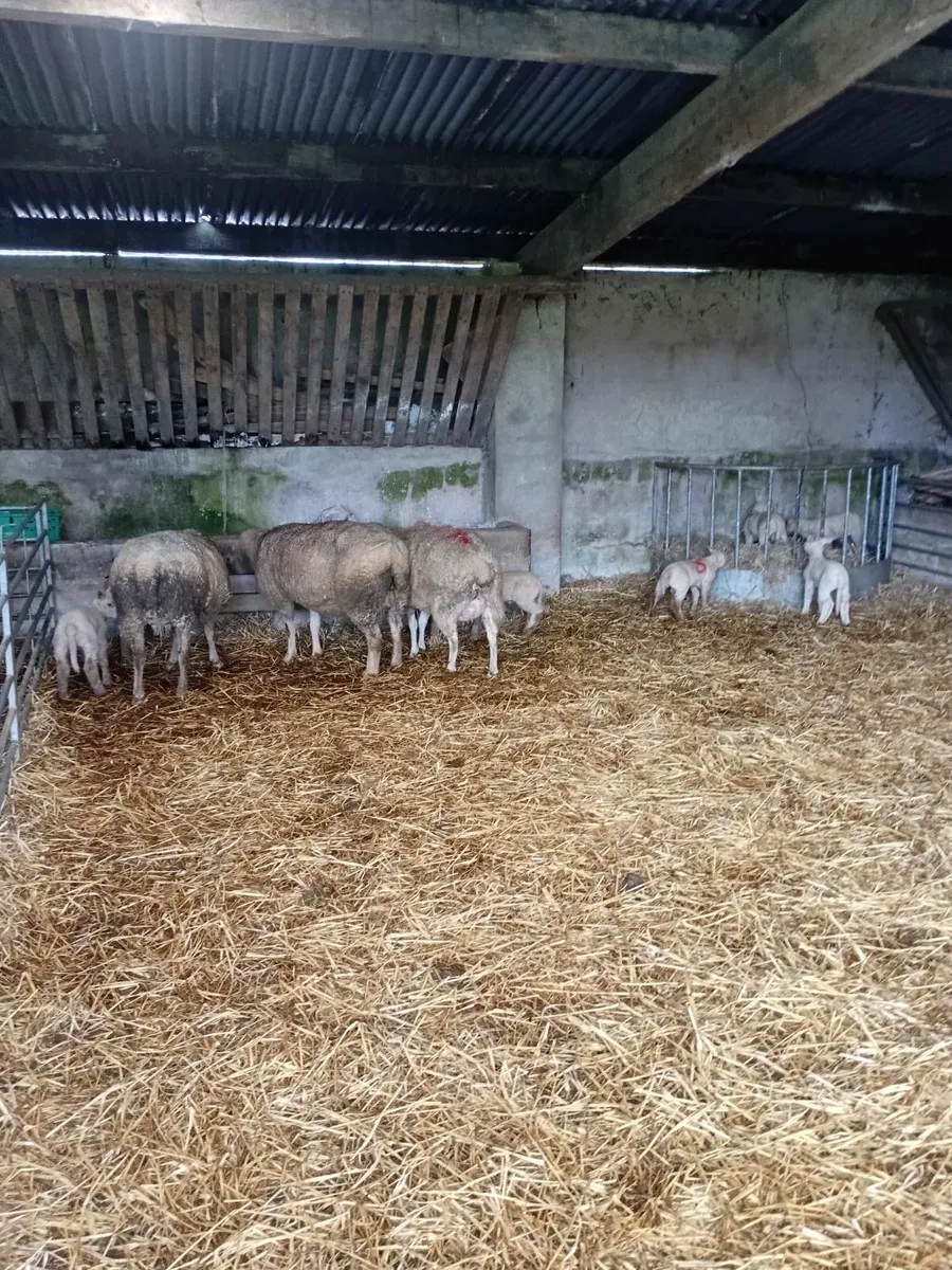 Three ewes with 6 lambs - Image 2