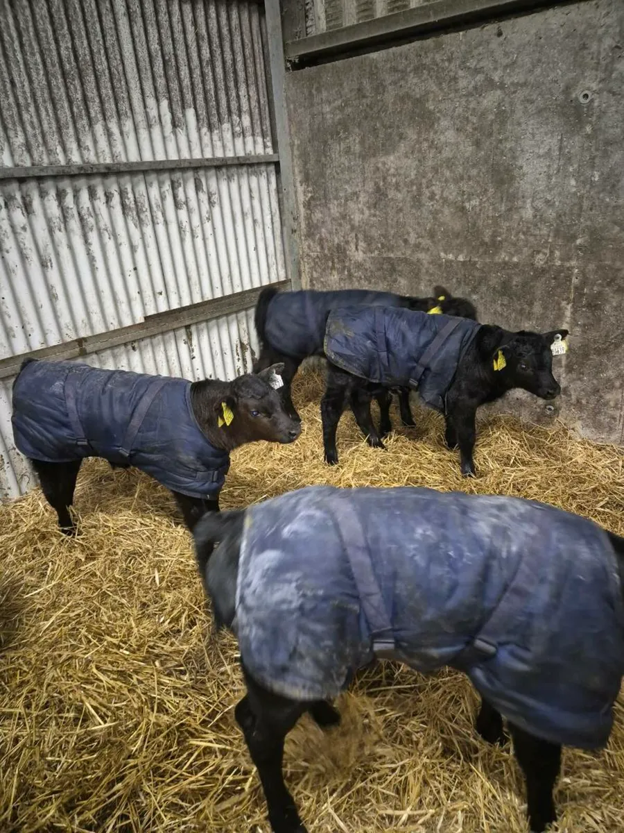 Aberdeen Angus Calves - Image 3