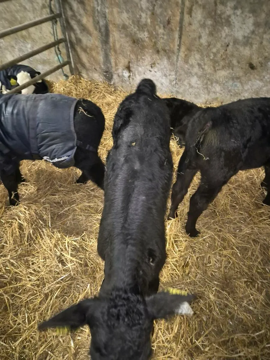 Aberdeen Angus Calves - Image 4