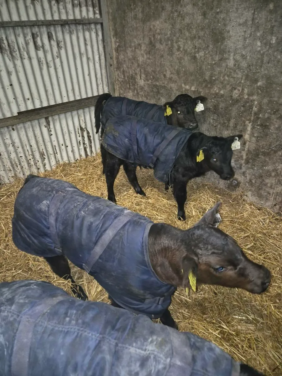 Aberdeen Angus Calves - Image 2
