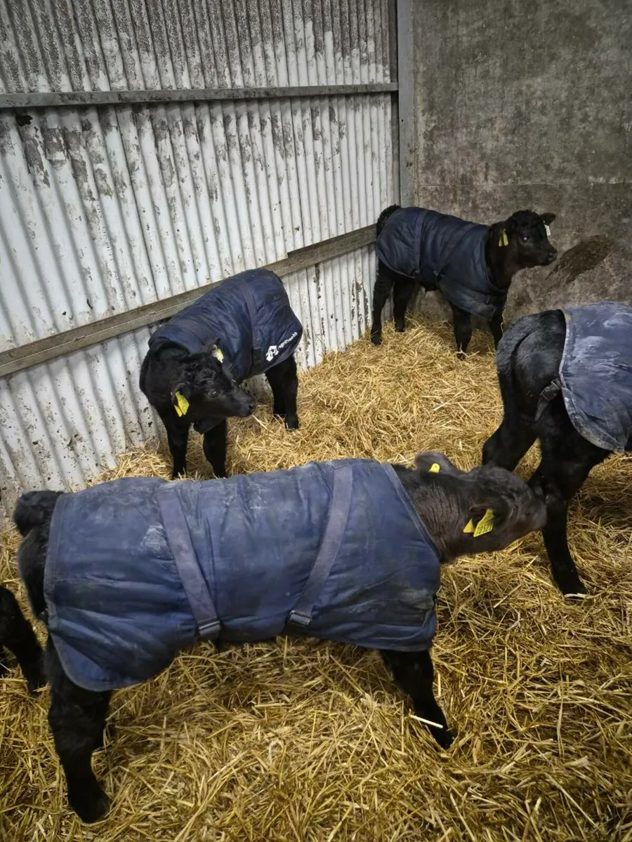 Aberdeen Angus Calves - Image 1