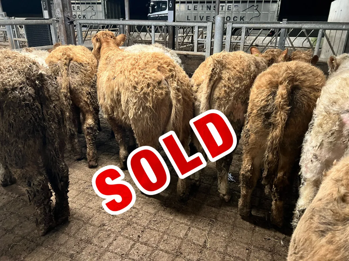 10 Charolais Bullocks 360kg/380kg - Image 1